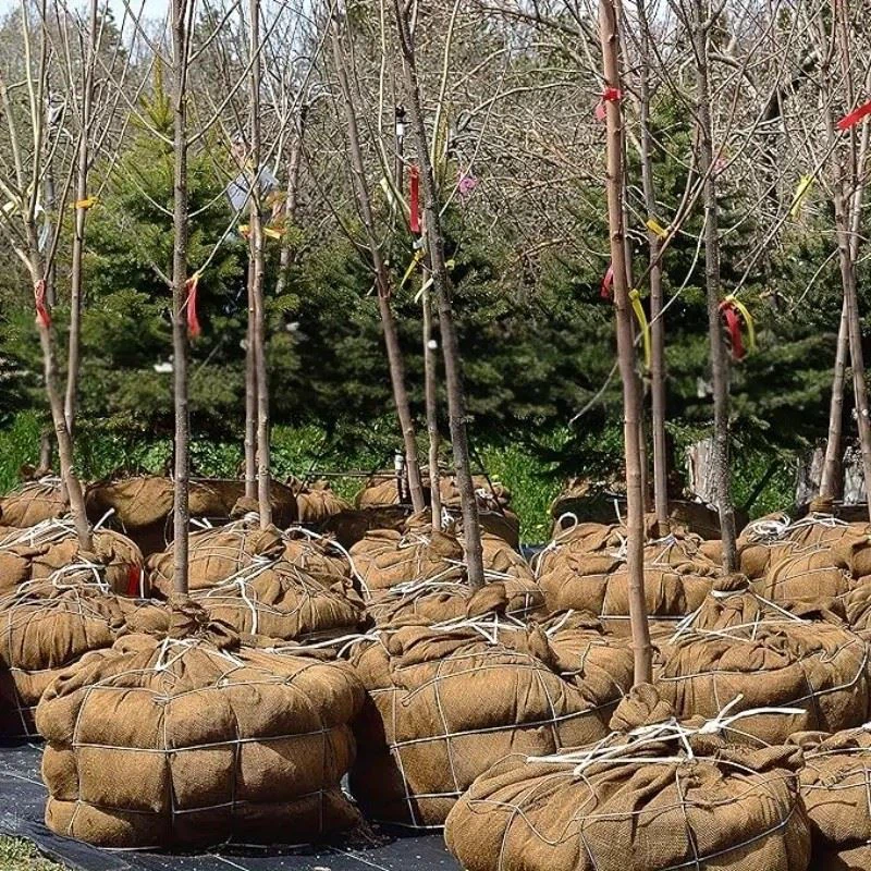 burlap tree fabric